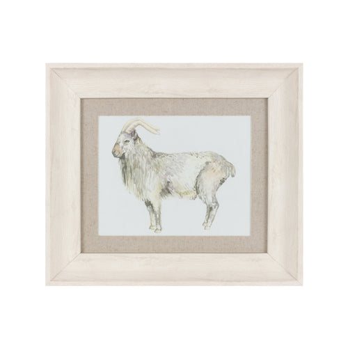 Billy Goat Framed Print Birch (A-Grade)